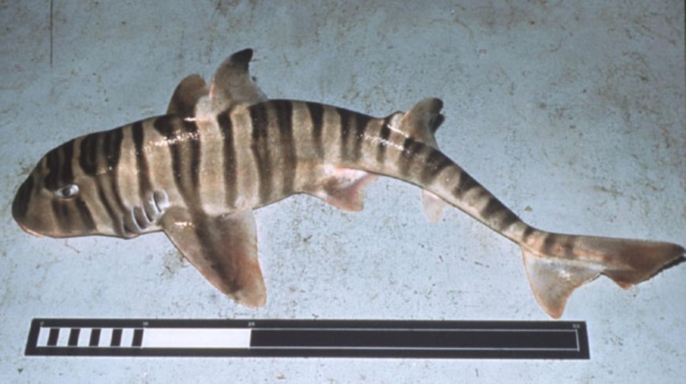 Zebra Bullhead Shark