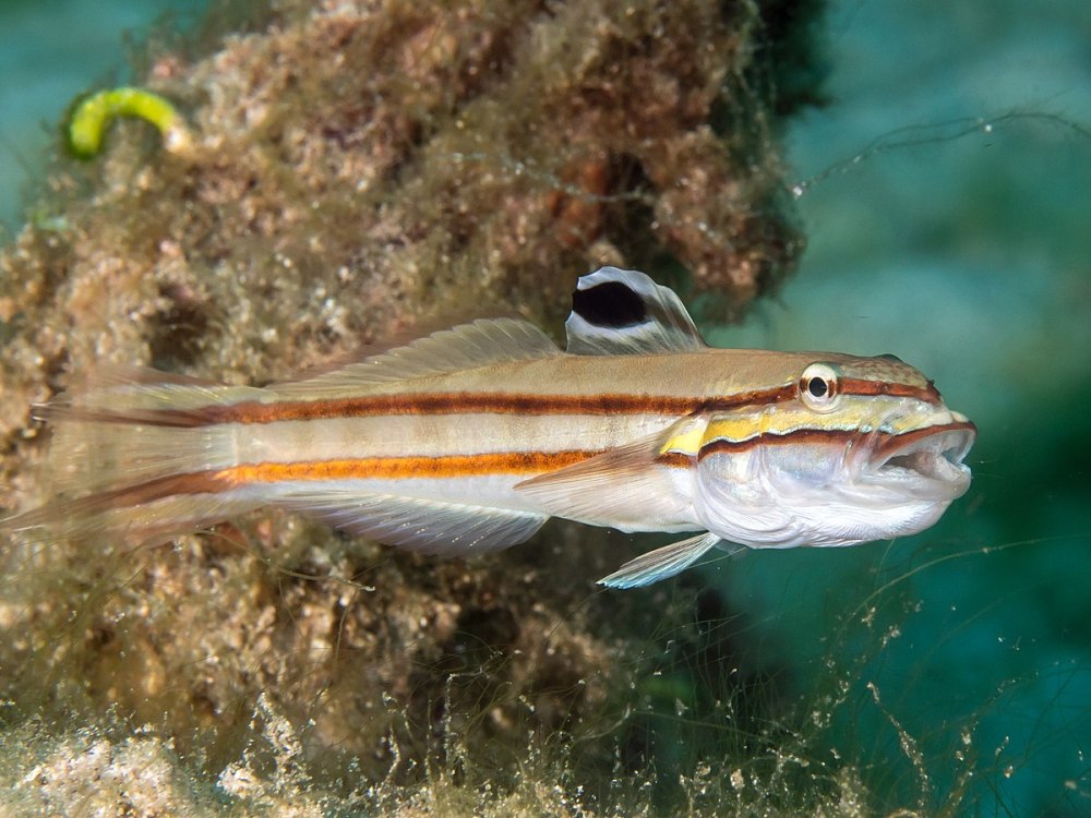 Valenciennea helsdingenii