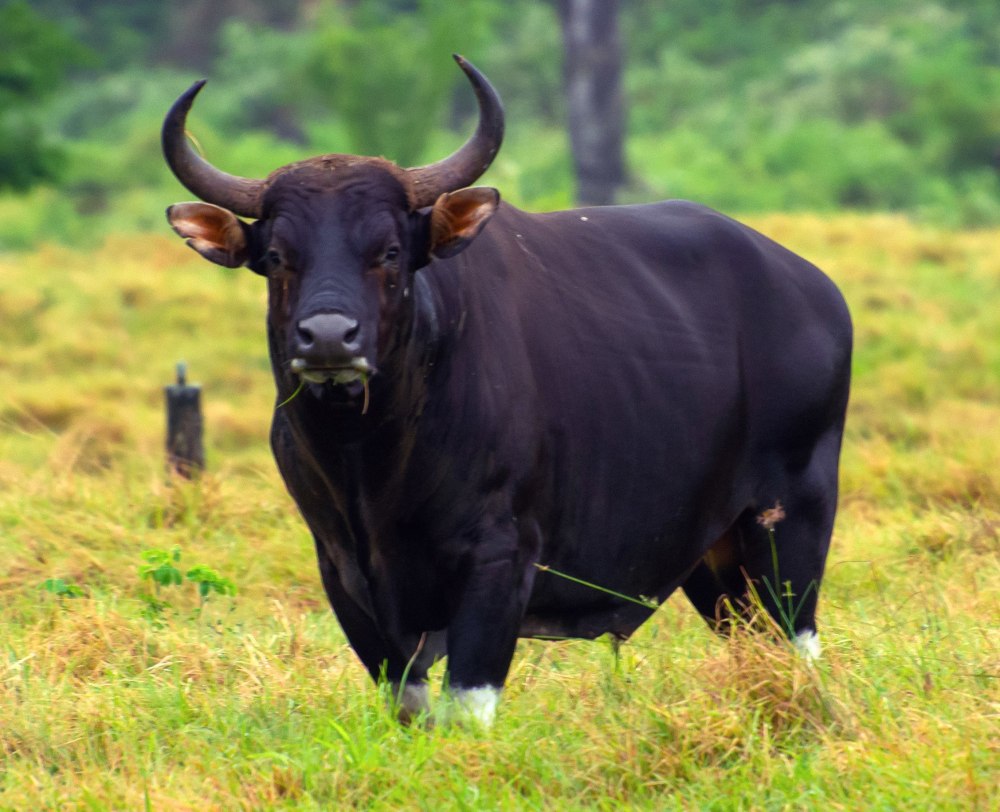 Гаур bos gaurus