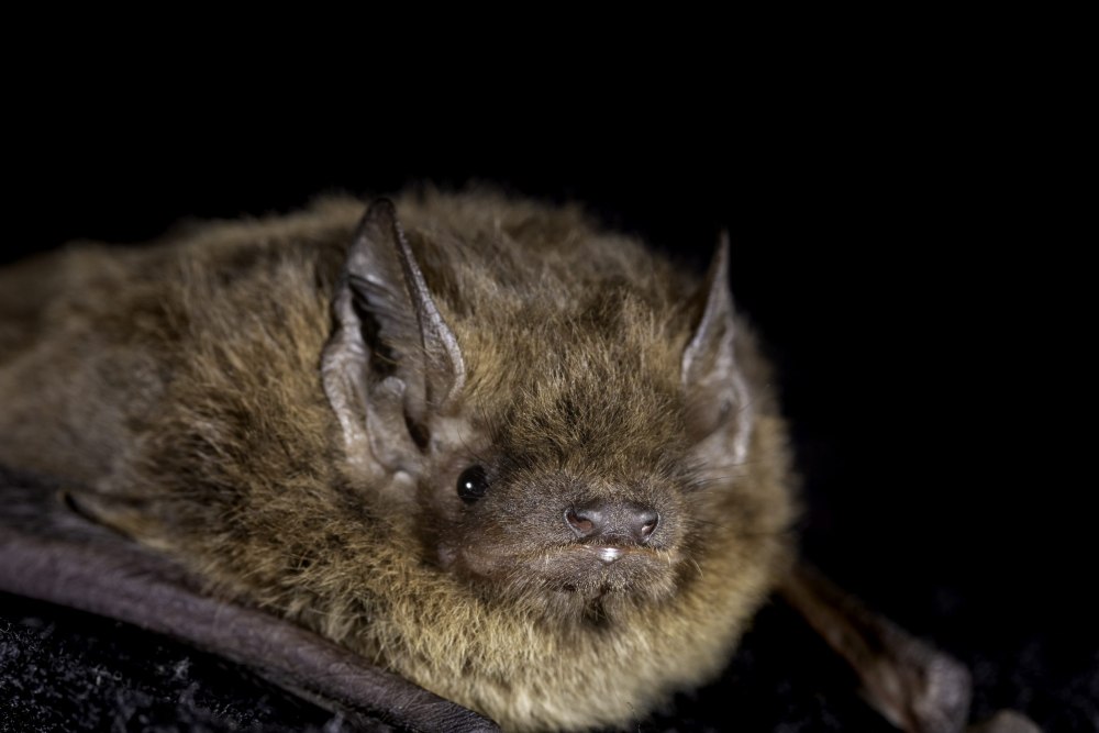 Bat domestic