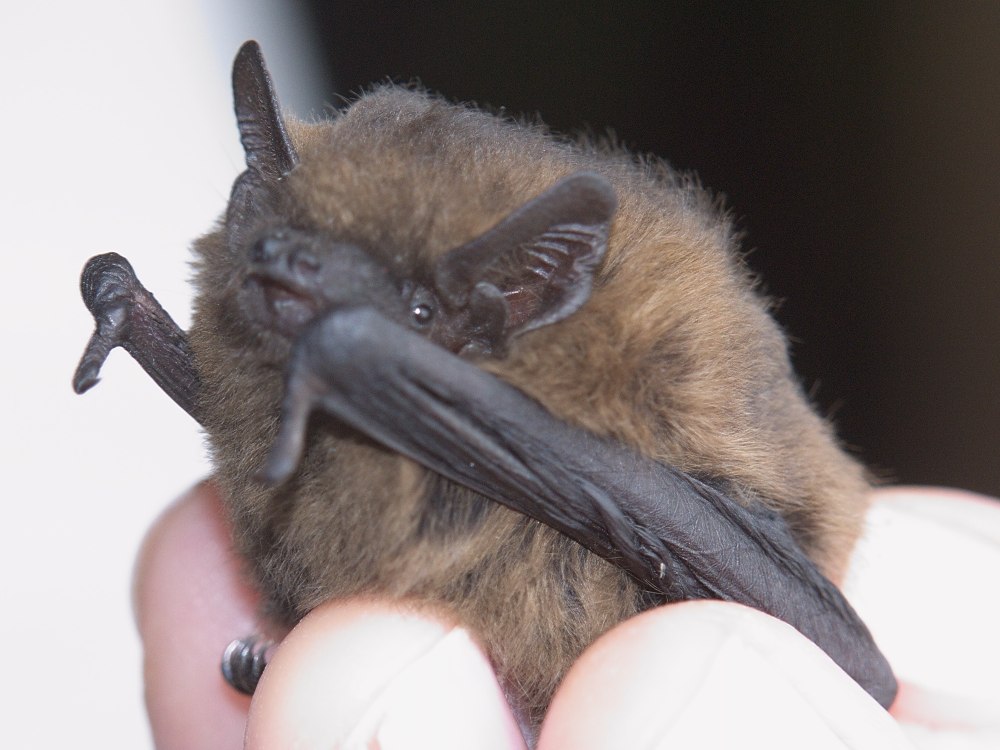 Нетопырь-карлик pipistrellus pipistrellus