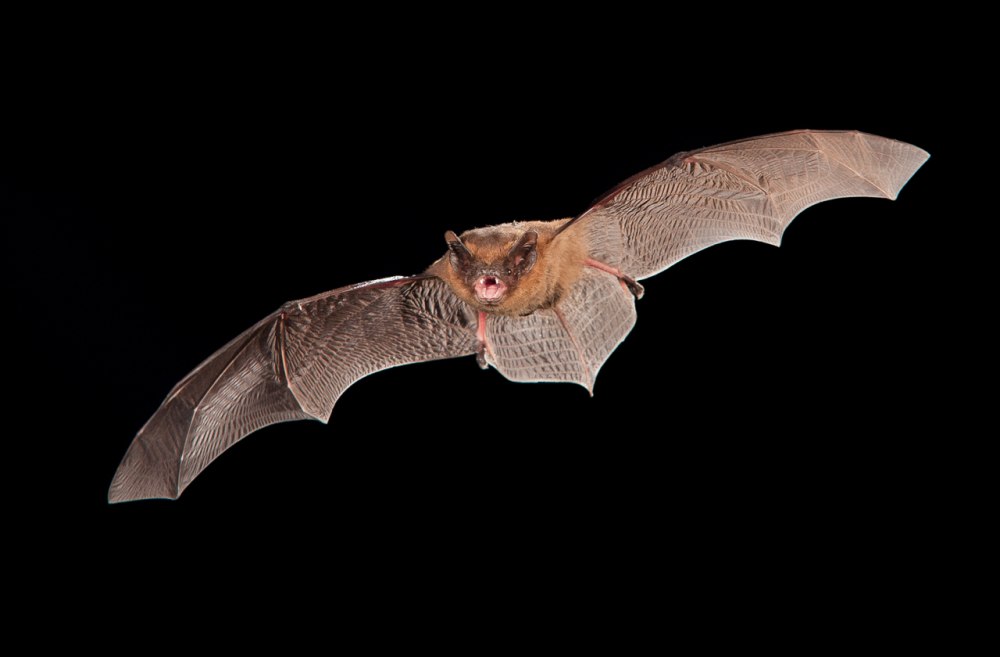 Pipistrellus murrayi