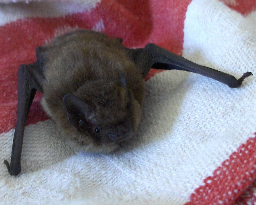 Pipistrellus pygmaeus