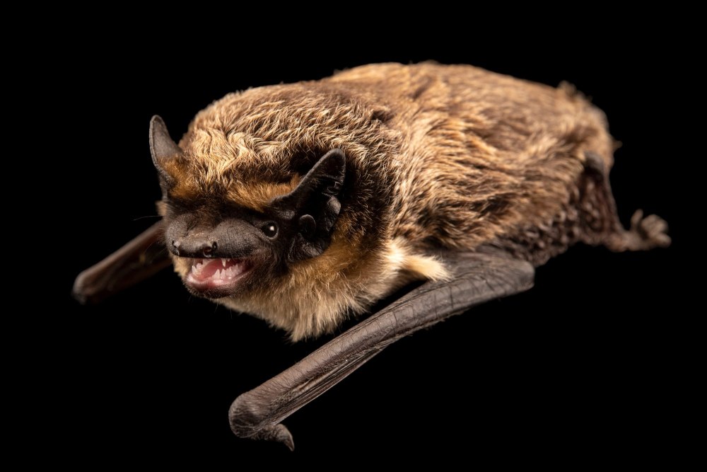 Vespertilio murinus