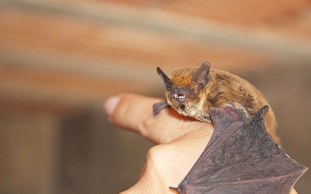Нетопырь-карлик pipistrellus pipistrellus