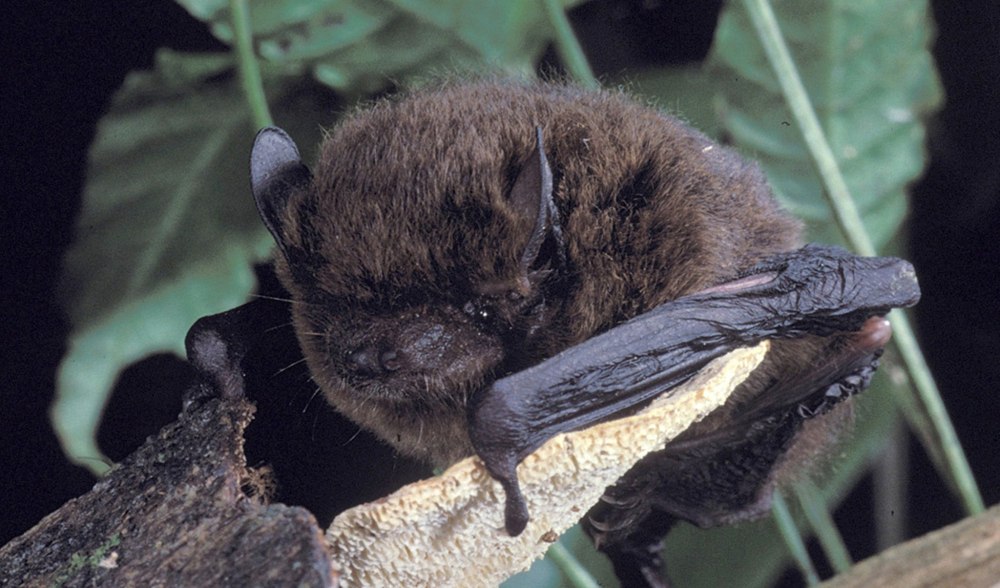 Pipistrellus murrayi