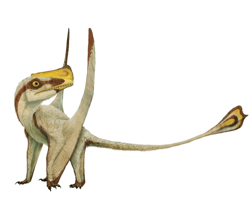 Austriadactylus cristatus