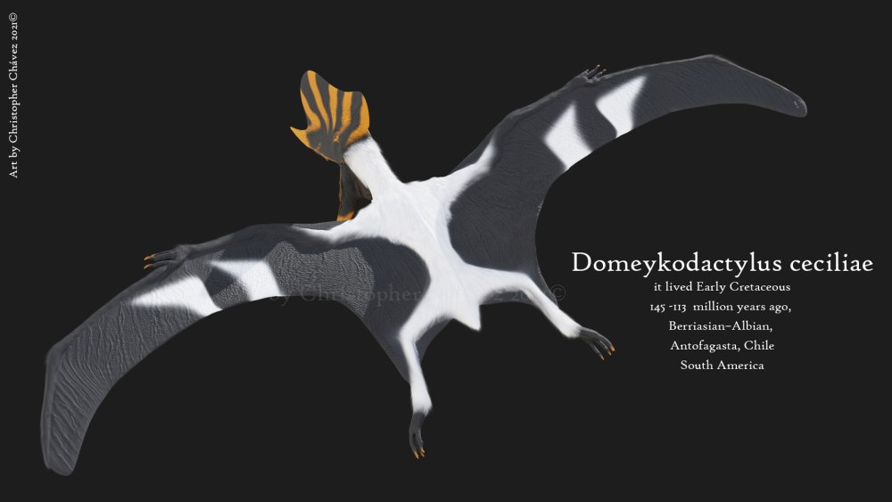 Domeykodactylus Размеры