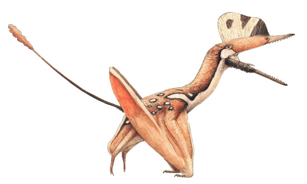 Darwinopterus modularis