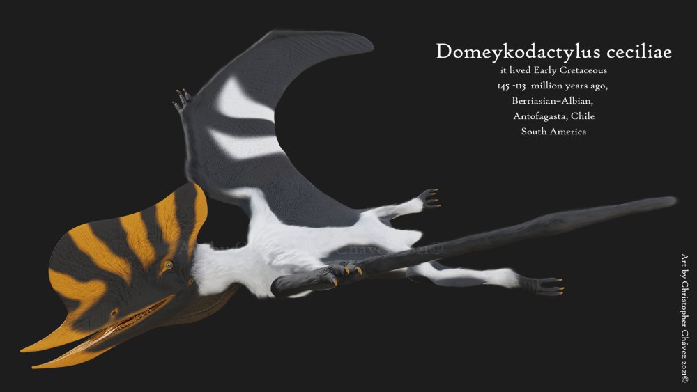 Domeykodactylus Размеры