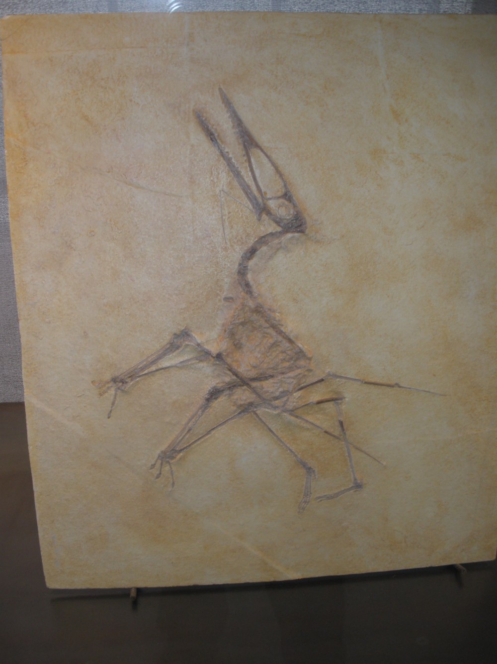 Germanodactylus cristatus