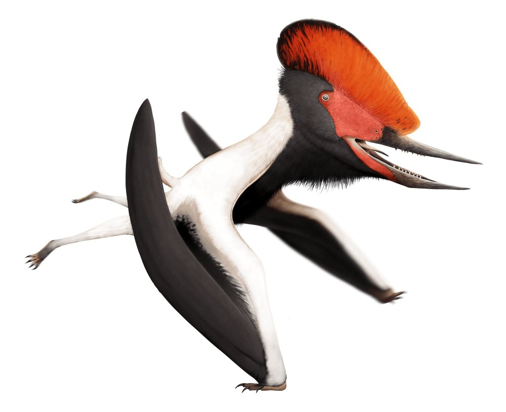 Domeykodactylus ceciliae