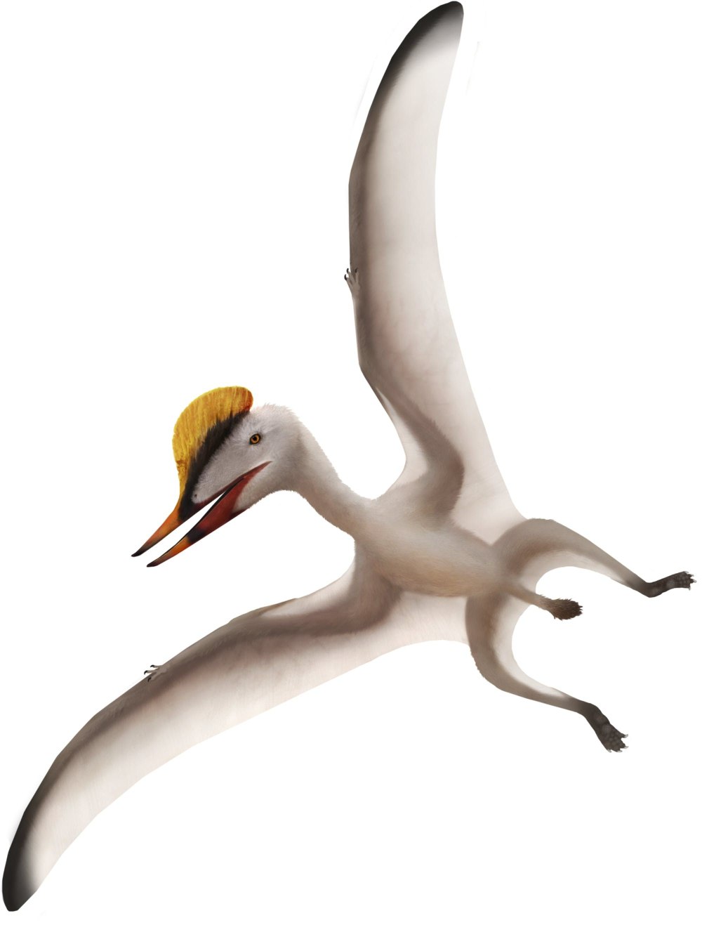 Germanodactylus cristatus