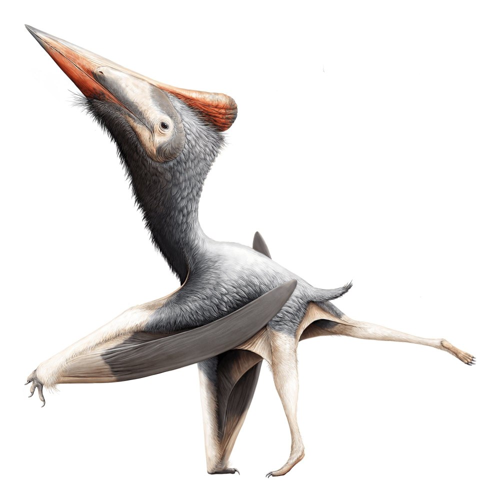 Domeykodactylus ceciliae