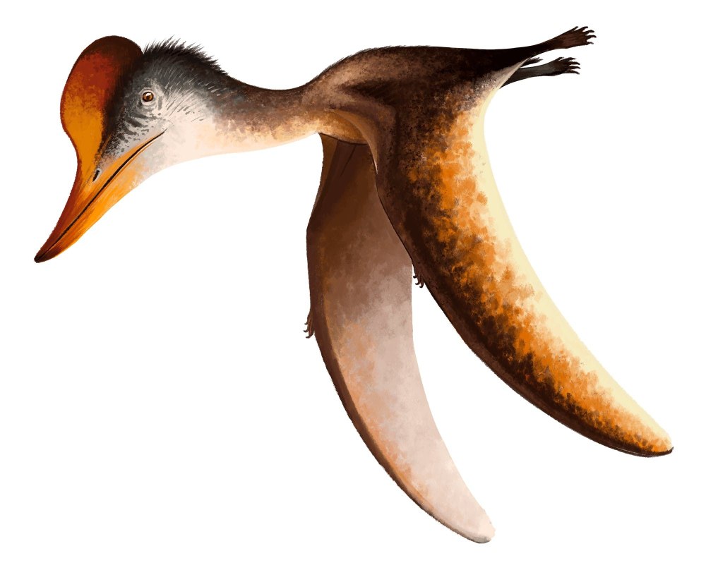 Angustinaripterus