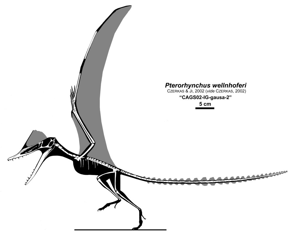 Nyctosaurus скелет