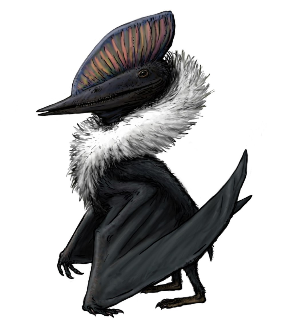 Domeykodactylus ceciliae