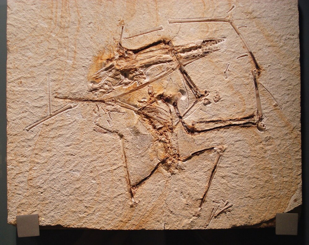 Germanodactylus cristatus