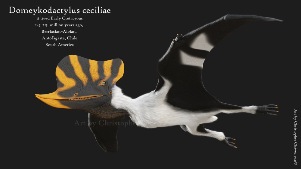 Domeykodactylus Размеры