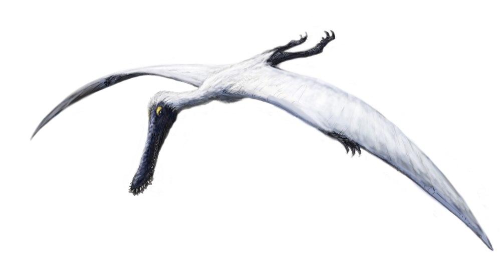 Qinornis paleocenica