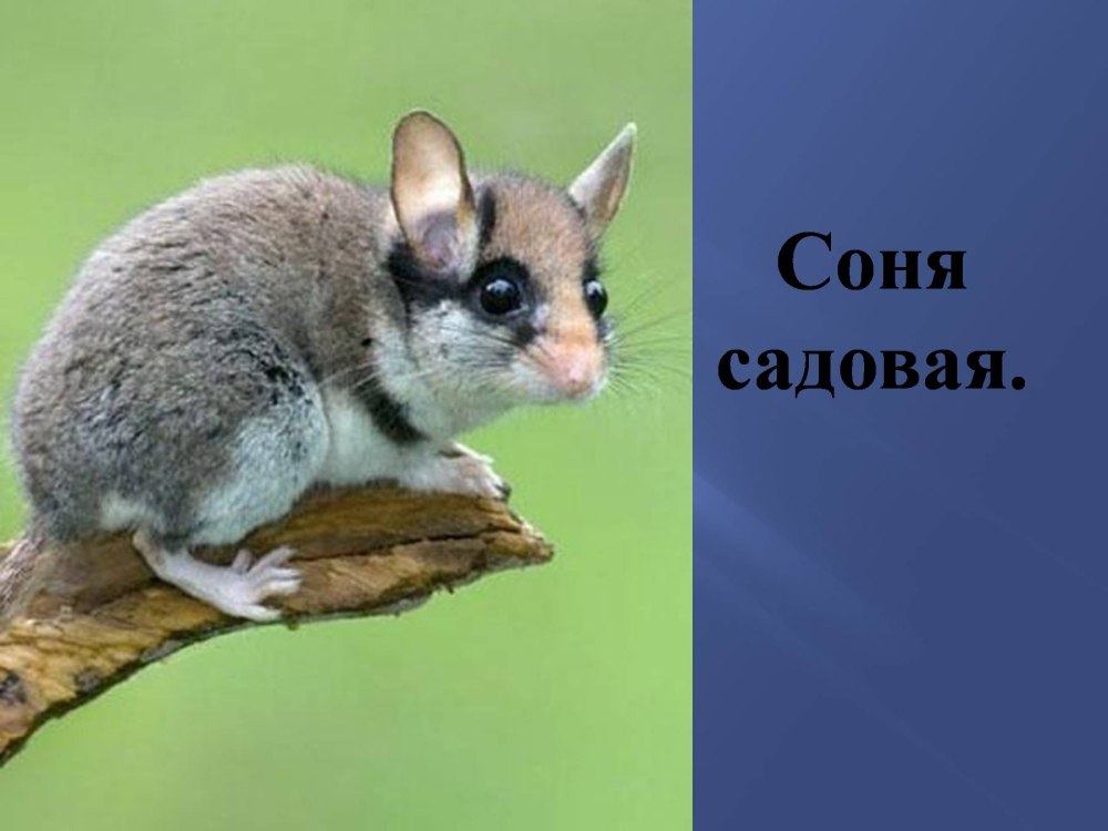 Садовая Соня