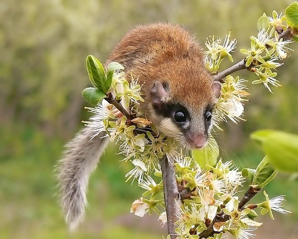 "Dryomys nitedula" Соня Лесная
