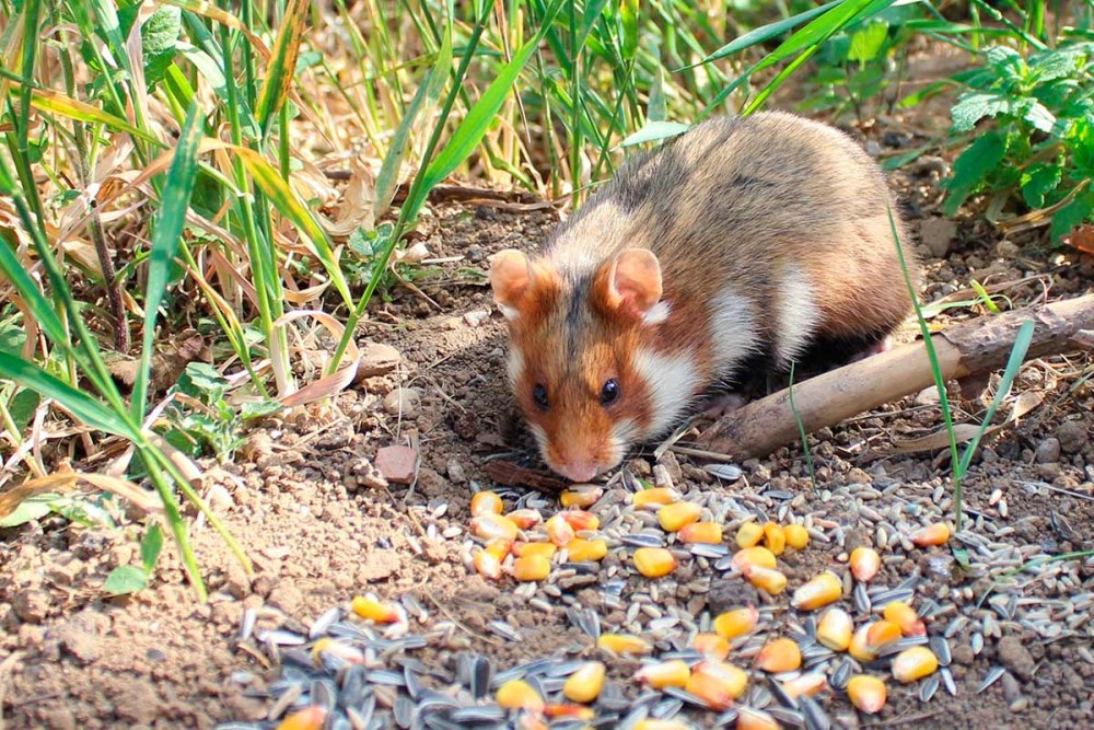 Mesocricetus auratus