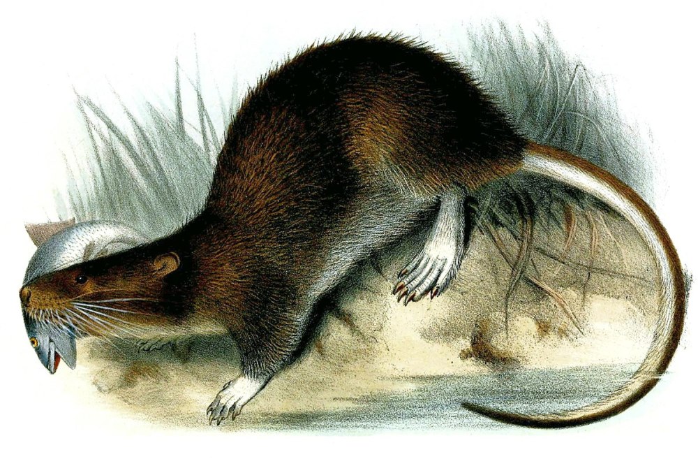 Ichthyomys stolzmanni