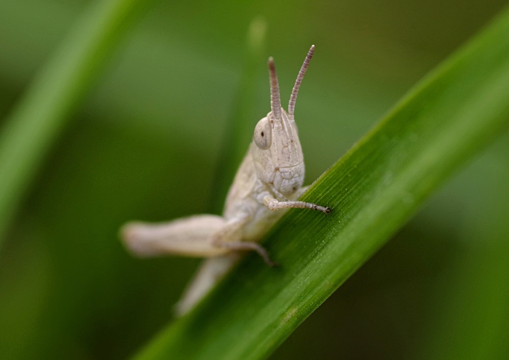 Tettigonia viridissima личинка