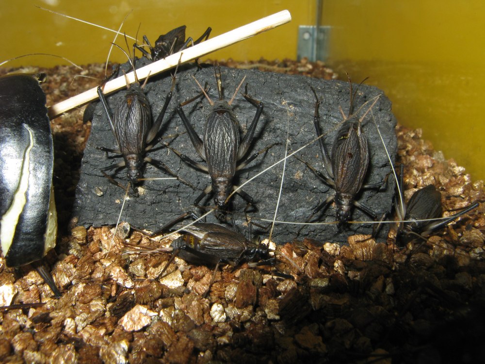 Homoeogryllus SP
