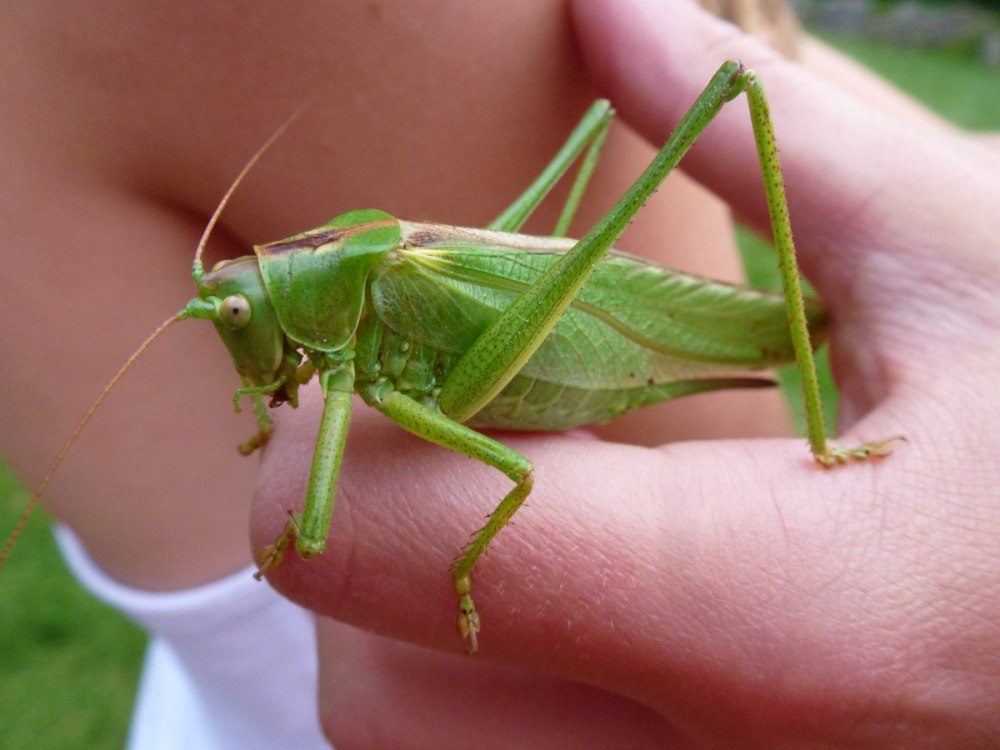 Кузнечик Tettigonia viridissima