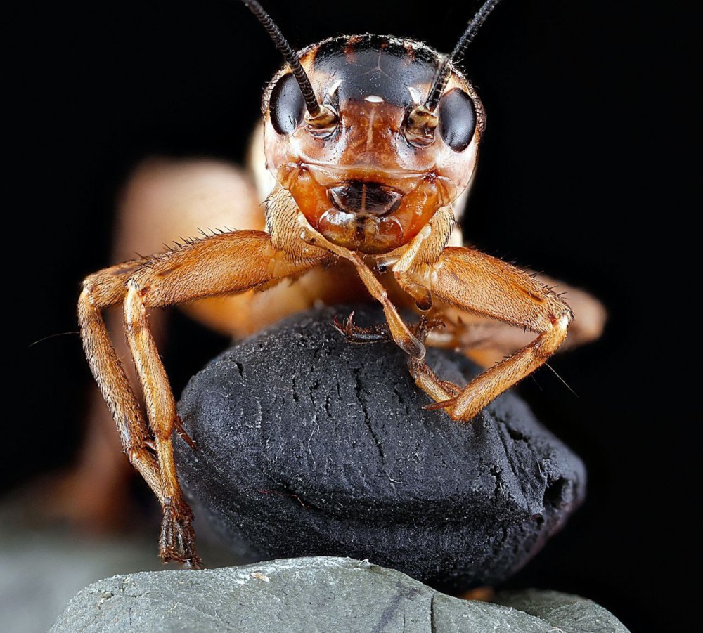 Gryllus assimilis