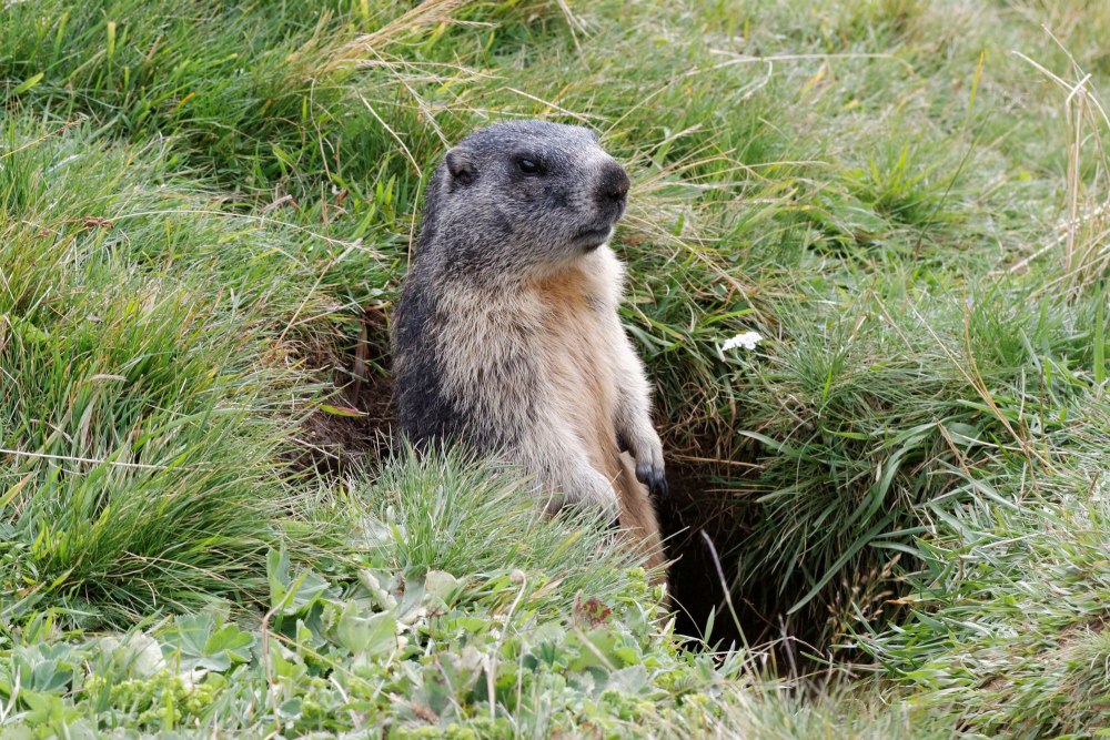 Сурок Степной, Байбак (Marmota Bobak)