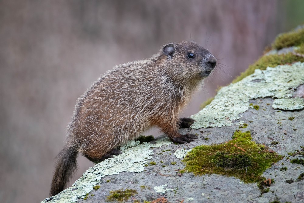 Marmot Biology