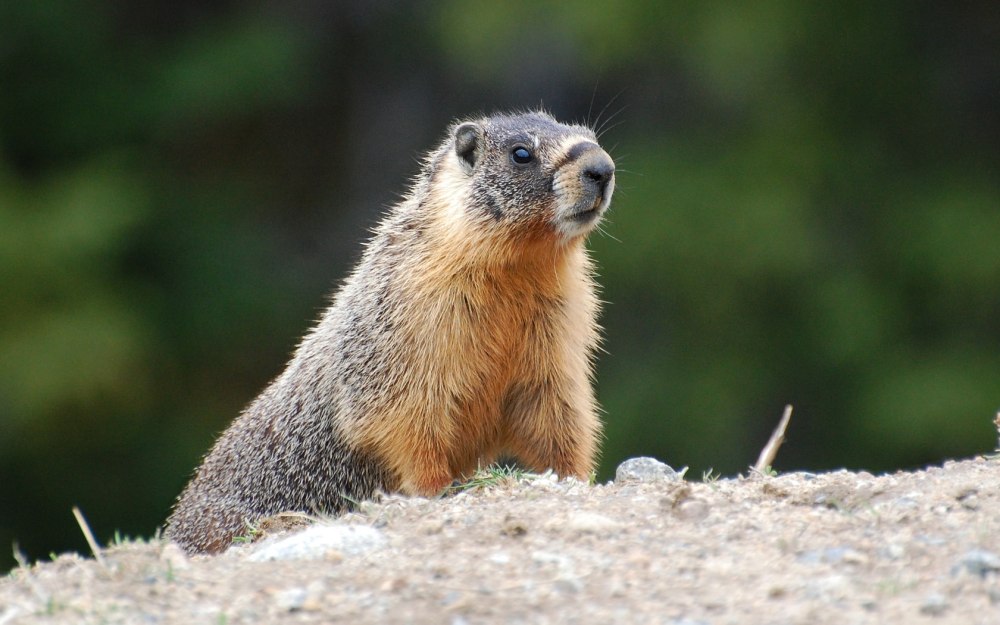 Желтобрюхий сурок (Marmota flaviventris)