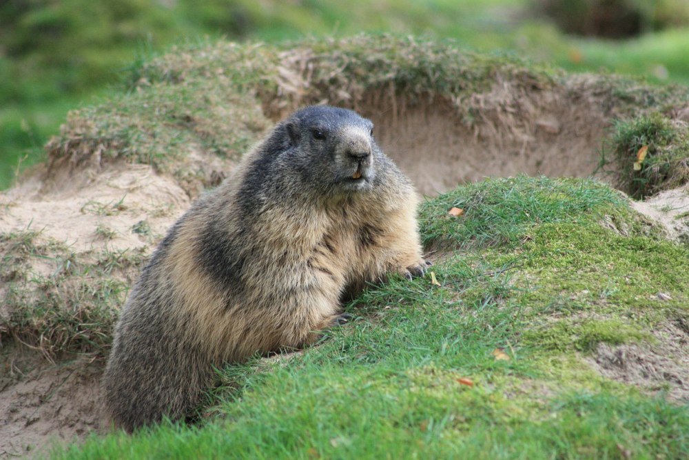 Монгольский сурок (Marmota sibirica)