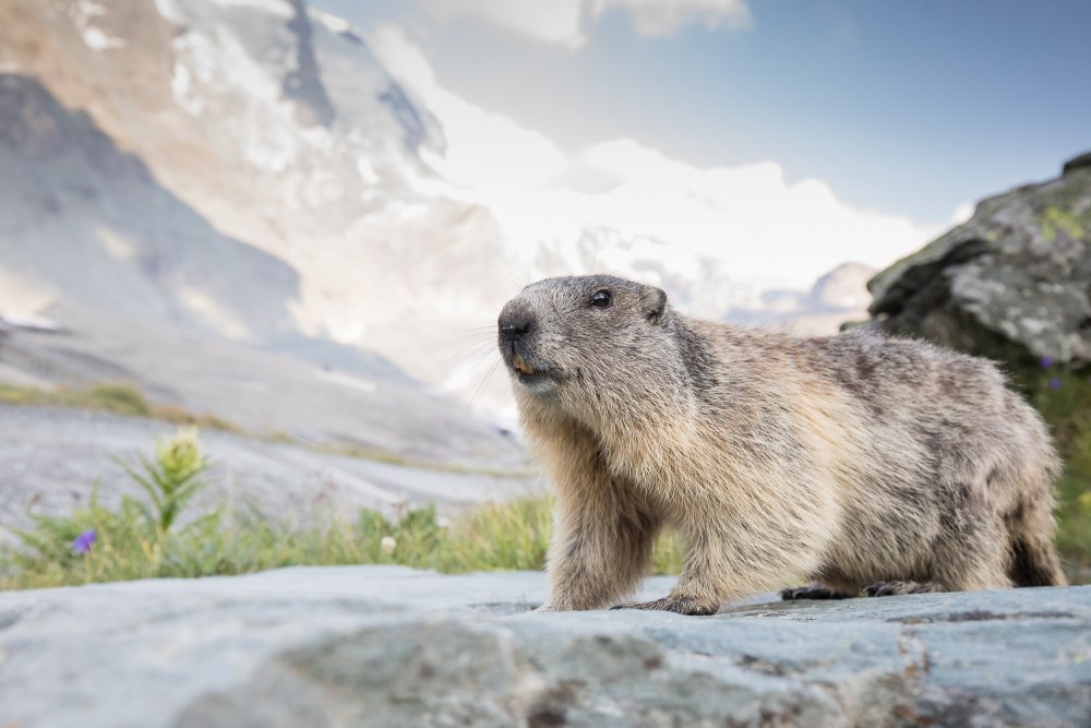Marmota baibacina) серый сурок