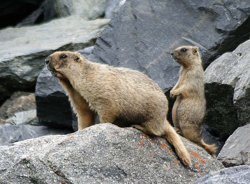 Marmota baibacina) серый сурок