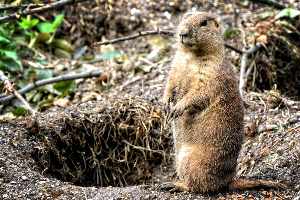 Сурок лесостепной – Marmota kastschenkoi