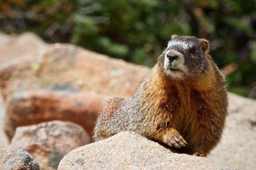 Сурок Степной, Байбак (Marmota Bobak)