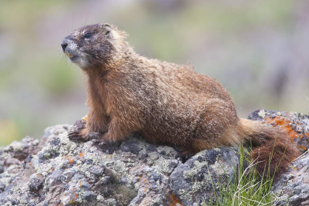 Монгольский сурок (Marmota sibirica)