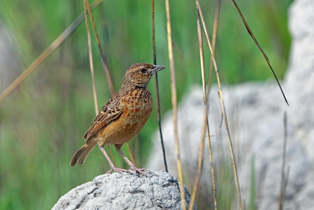 Lark картинки