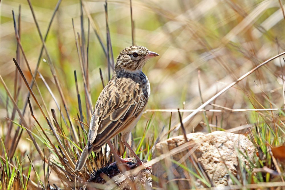 Жаворонок воробьиный белощекий - Eremopterix leucotis