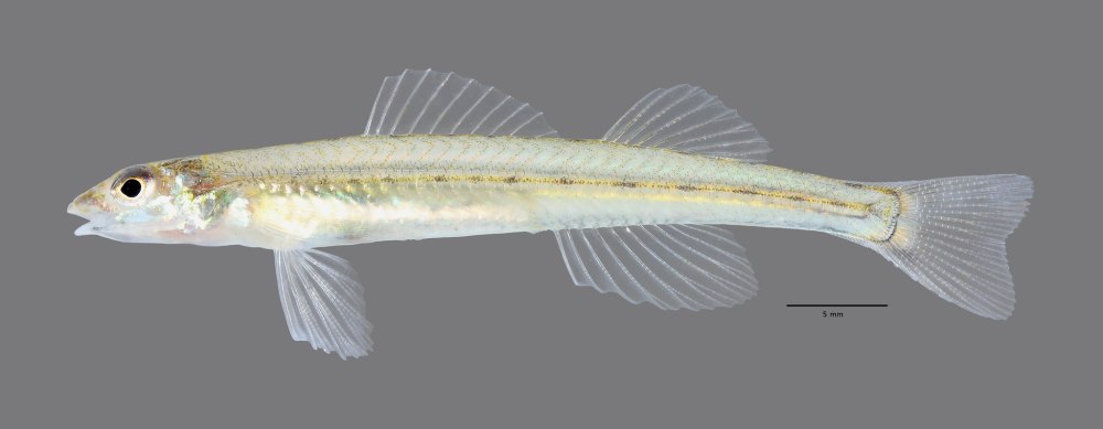 Western Sand Darter (Ammocrypta Clara)