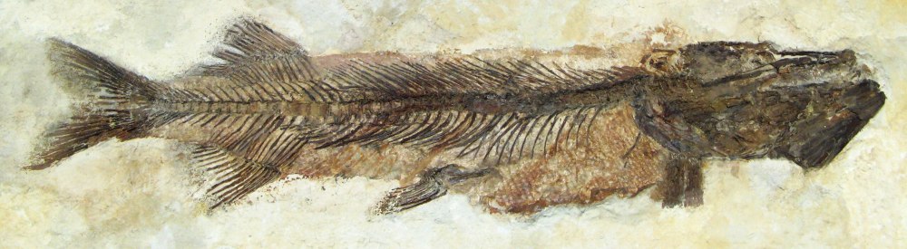 Esox kronneri