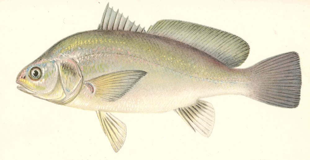 Aplodinotus grunniens