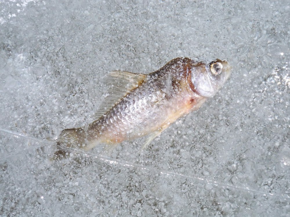 Рыбка во льду