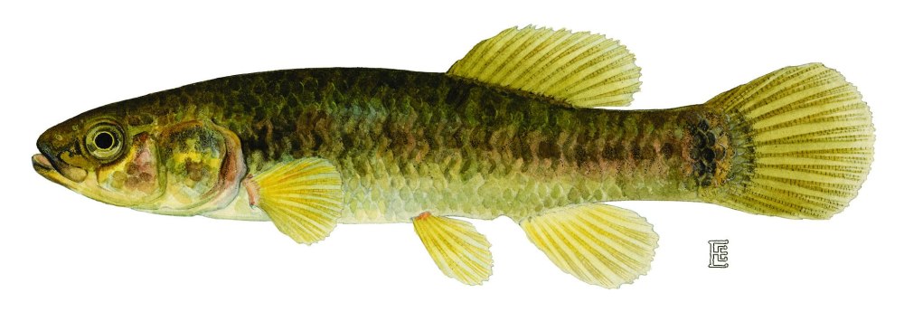 Dallia pectoralis