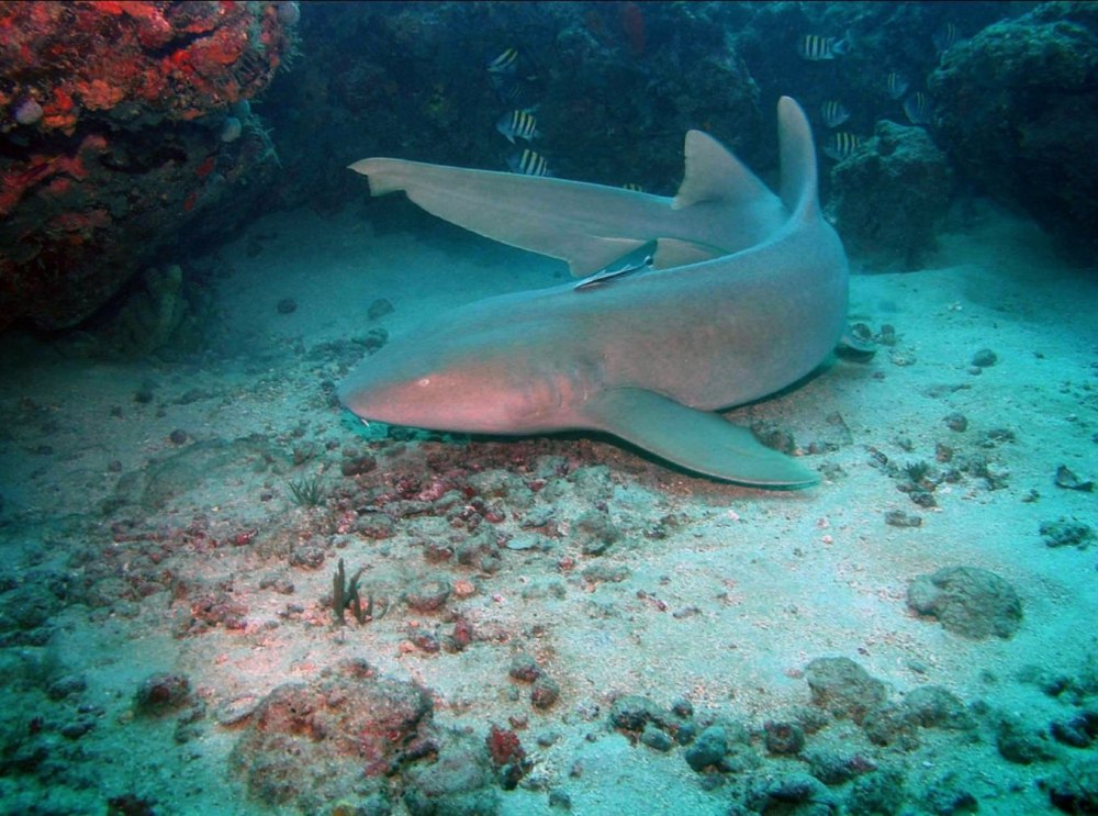 Усатая акула нянька
