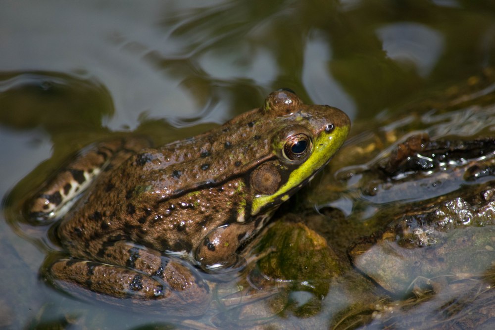 Frog description Habitat